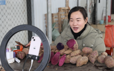 南营街道南洲村：链上发力 把“小红薯”做成“大产业”