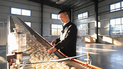 任乐乐：数智赋能蛋业升级 带领乡亲共富增收