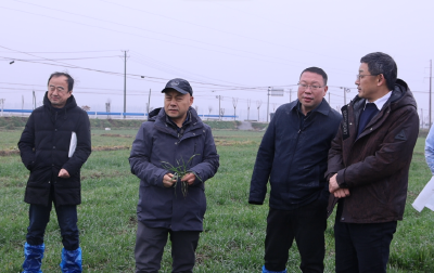 国家小麦产业技术体系专家组来宜调查小麦病虫越冬基数及发生情况