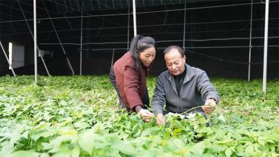  宜城：智慧大棚焕生机 科技赋能促增收