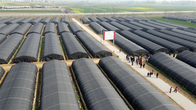 宜城：培养羊肚菌产业人才 破瓶颈赋能增收