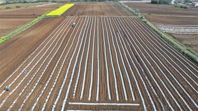 王集镇：抢抓农时种西瓜 春耕生产正当时