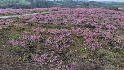 流水镇黄岗村“28说事日”：村里事 村民说了算