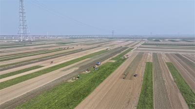 王集镇：“边收边种”模式让土地生金 药香铺就致富路