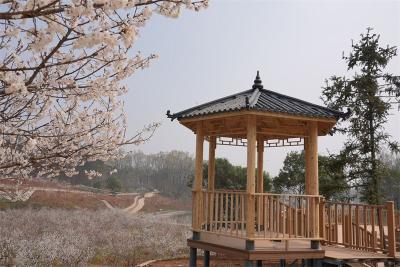 宜城：樱桃花开引客来 “美丽经济”正当时