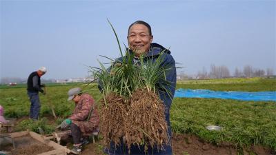 【新春走基层】万亩麦冬迎丰收 小药材变身“致富草”