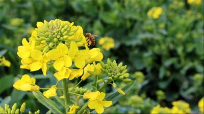 宜城：油菜花开引蜂舞 冬闲田变身“增收田”