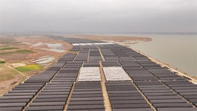 【新春走基层】宜城：万亩羊肚菌喜获丰收 全产业链赋能乡村振兴