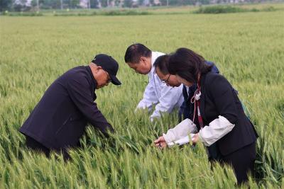 理论亩产657公斤！宜城“早麦二号”交出硬核成绩单