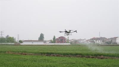 宜城：抢抓“窗口期” 防“赤霉”促增收