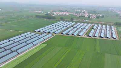 南营街道：蔬菜大棚采收忙 “智慧”种植助增收