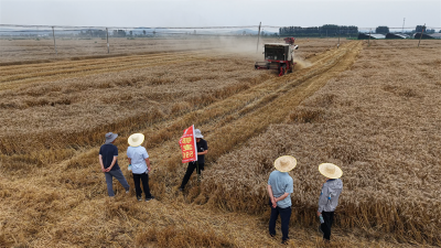 宜城：亩产超581公斤 “鄂麦590”实收测产成绩亮眼