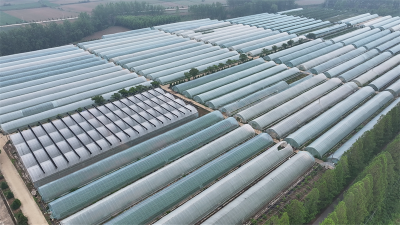  流水镇：秧绿瓜甜产销旺 “一站式”盘活致富账