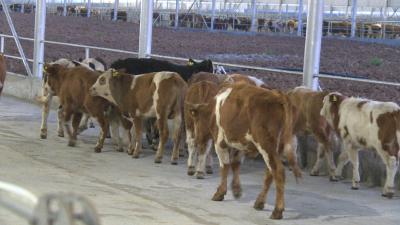 【项目建设在行动】科尔沁项目又入场700多头肉牛