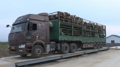 [项目建设在行动]科尔沁第一批牛来了