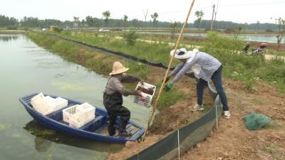 三青公司：汉江清水出好虾 产销两旺受青睐