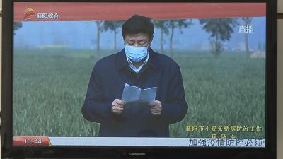 襄阳市小麦条锈病防控工作视频现场会召开
