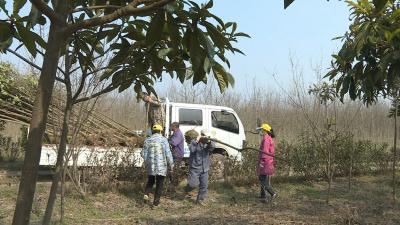 疫情防控不放松   植树造林添新绿