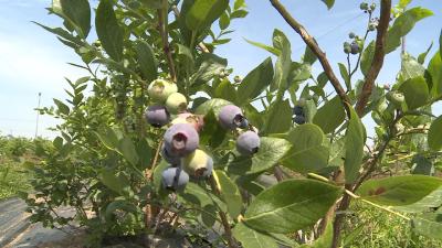 休闲趣地！蓝莓园里采摘忙