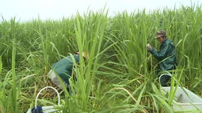 田官土：“茭白大王”的致富经