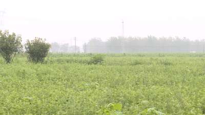 老河口：艾草铺就致富路