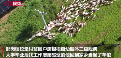 “90后”羊倌唐根根：“领头羊”带着村民奔小康