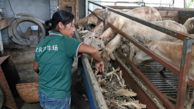 [决战脱贫攻坚] 张爱琴：立体帮扶摘“穷帽”