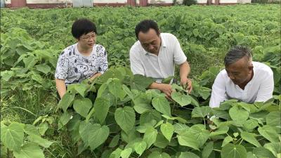 白鹤岗村：田园综合体让村民家门口就业致富