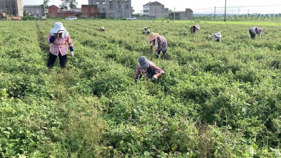 因地制宜种丹参 助力脱贫成“良药”
