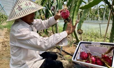老河口：火龙果变身甜蜜“致富果”
