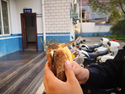 民警救助落入鸡圈的小苇鳽