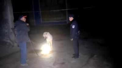 群众羊只走失，民警快速找回