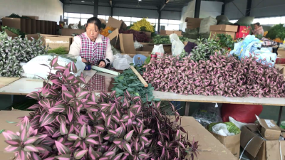 扶贫车间“仿真花” 脱贫路上“幸福花”
