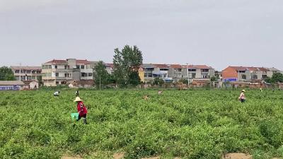 小陈营村：金银花开幸福来