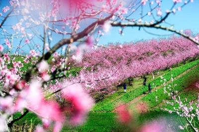襄阳老河口：万亩梨花竞相开 游客赏花踏青来