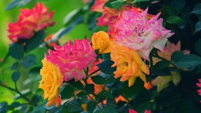 【短视频】月季花开 姹紫嫣红