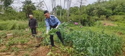 种一株也违法！今年来湖北21人因种植罂粟被刑事打击
