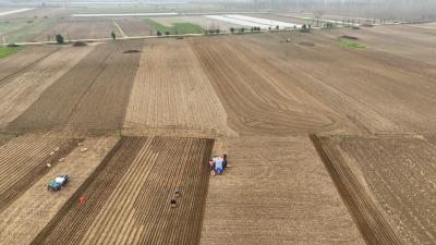 春种正当时 沙洲种下 “金条条”