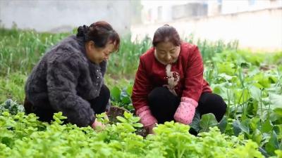 春分食鲜 荠菜飘香 一口饺子品春意