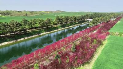 繁花似锦映丹渠 春意盎然入画来