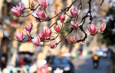 玉兰花开春意浓 满城芬芳醉人心