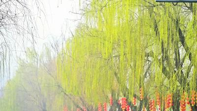 岸柳吐新绿 春意满汉江