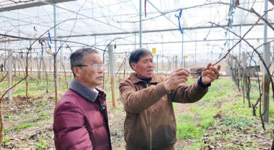 智慧大棚“会说话” 酥脆砂梨卖高价