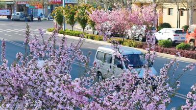 海棠映春色 芳信满人间