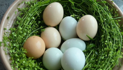 春深荠菜香 煮蛋传安康