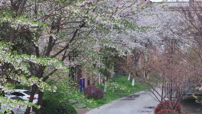 短视频 |春光正好 樱韵满城