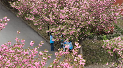 湖北老河口：赴一场校园樱花之约