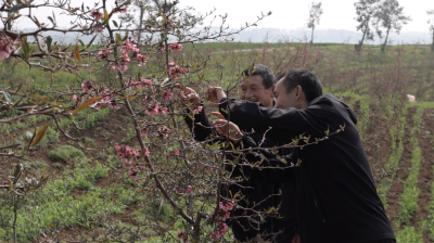 袁冲乡：木瓜花开引客来