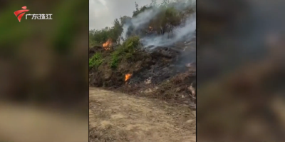 上千棵化橘红被烧成焦木，涉事人员已被警方控制