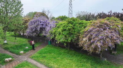 短视频｜紫藤垂瀑 春色满廊